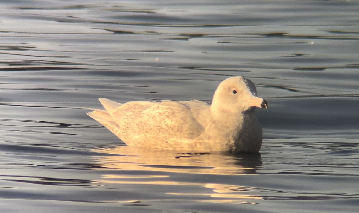 シロカモメ - ML644236340