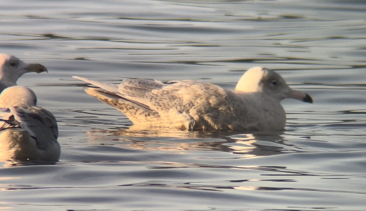 シロカモメ - ML644236343