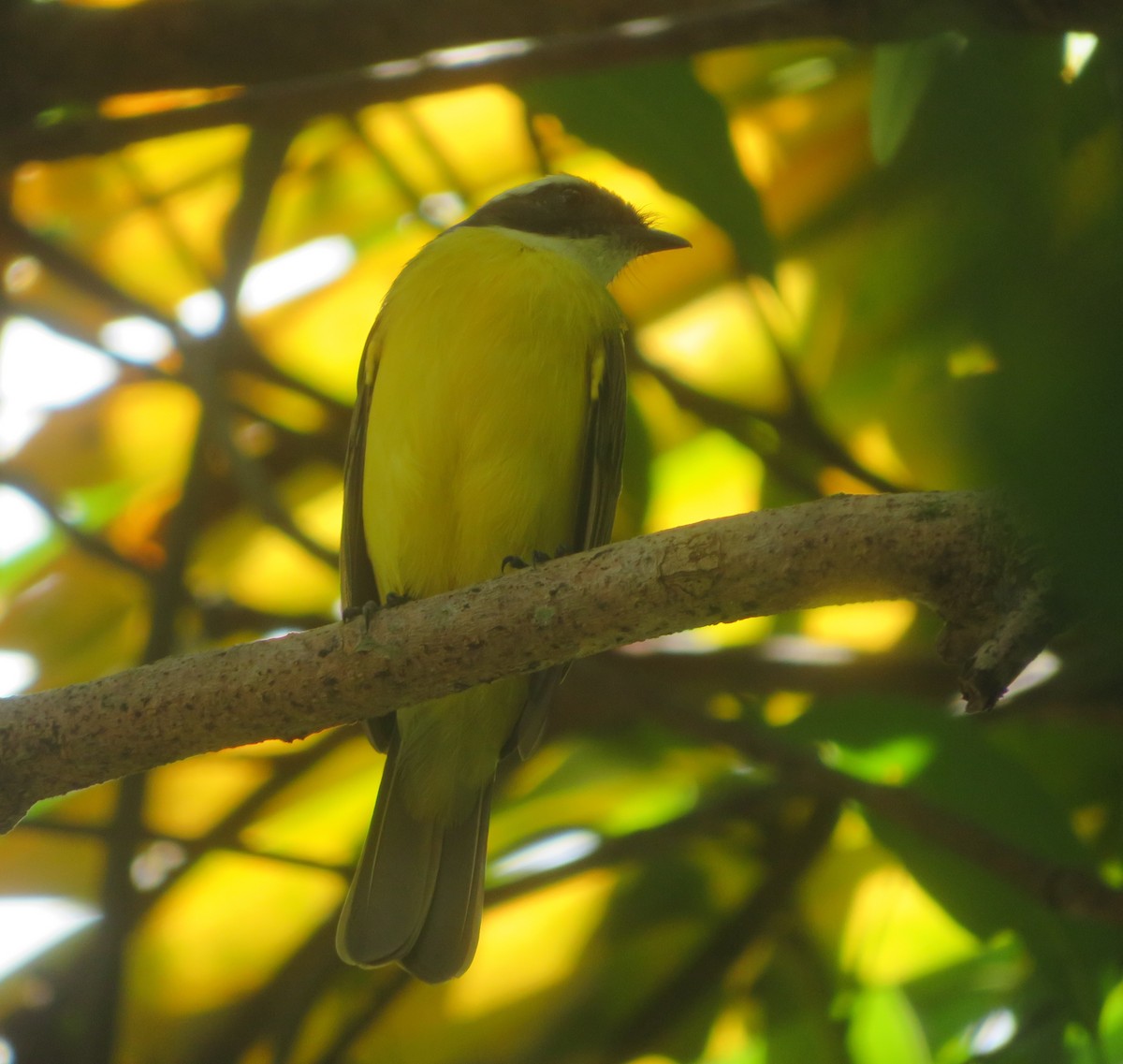 Tyran sociable - ML644236348