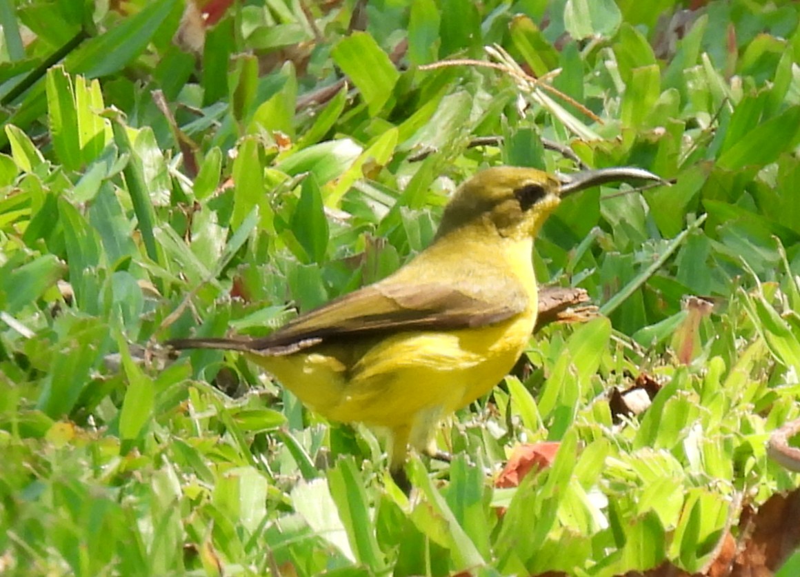Sahul Sunbird - ML644236359
