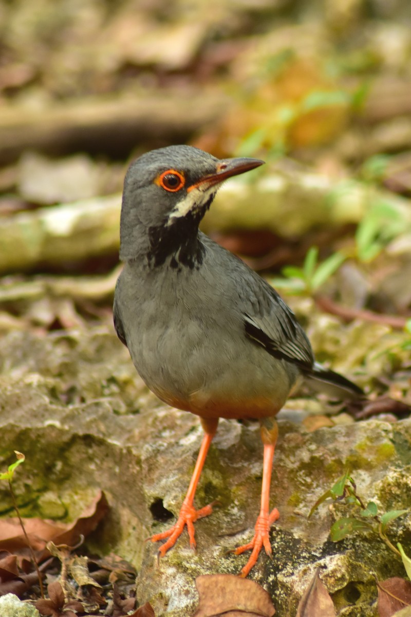 Western Red-legged Thrush - ML644236369
