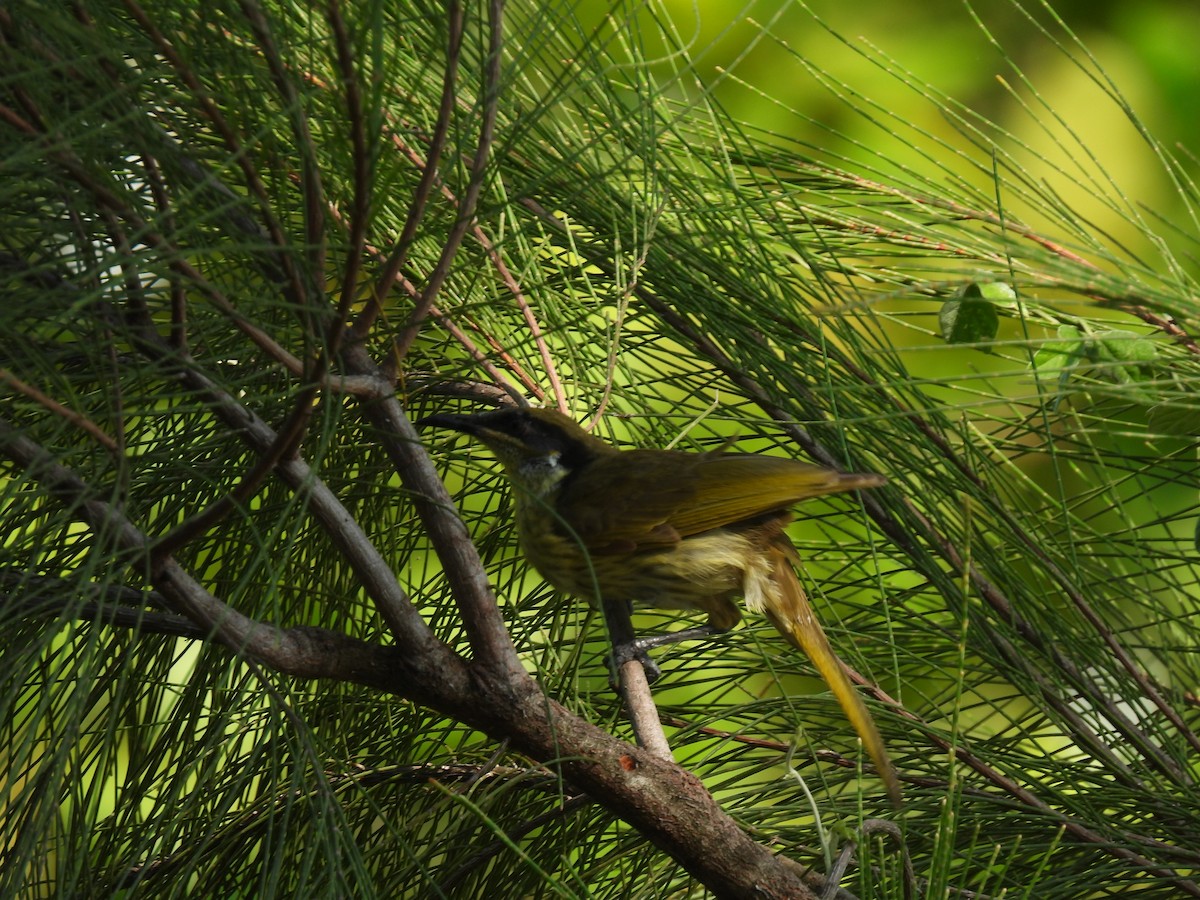 Varied Honeyeater - ML644236382