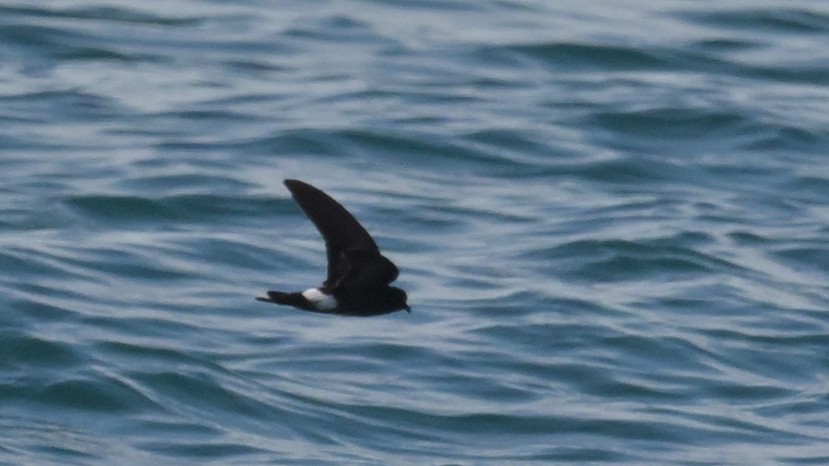 Elliot's Storm-Petrel - ML644236383