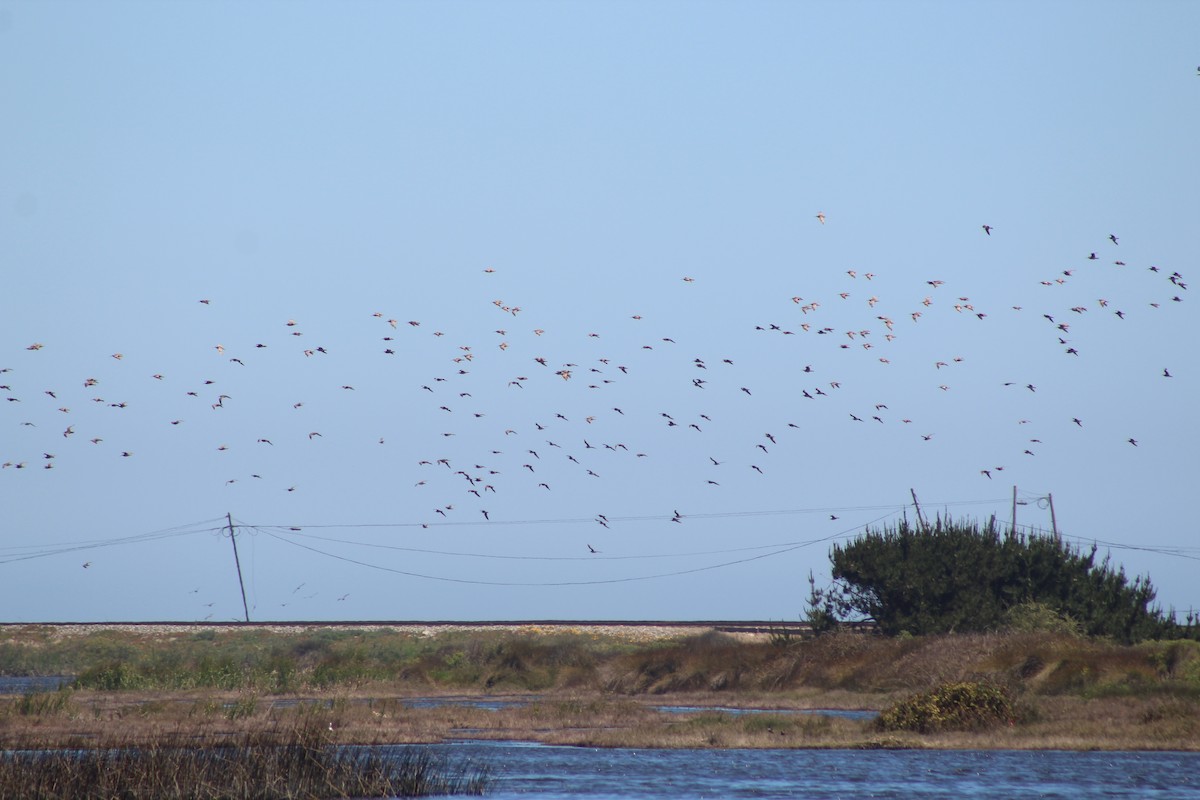 koliha hudsonská - ML644236391