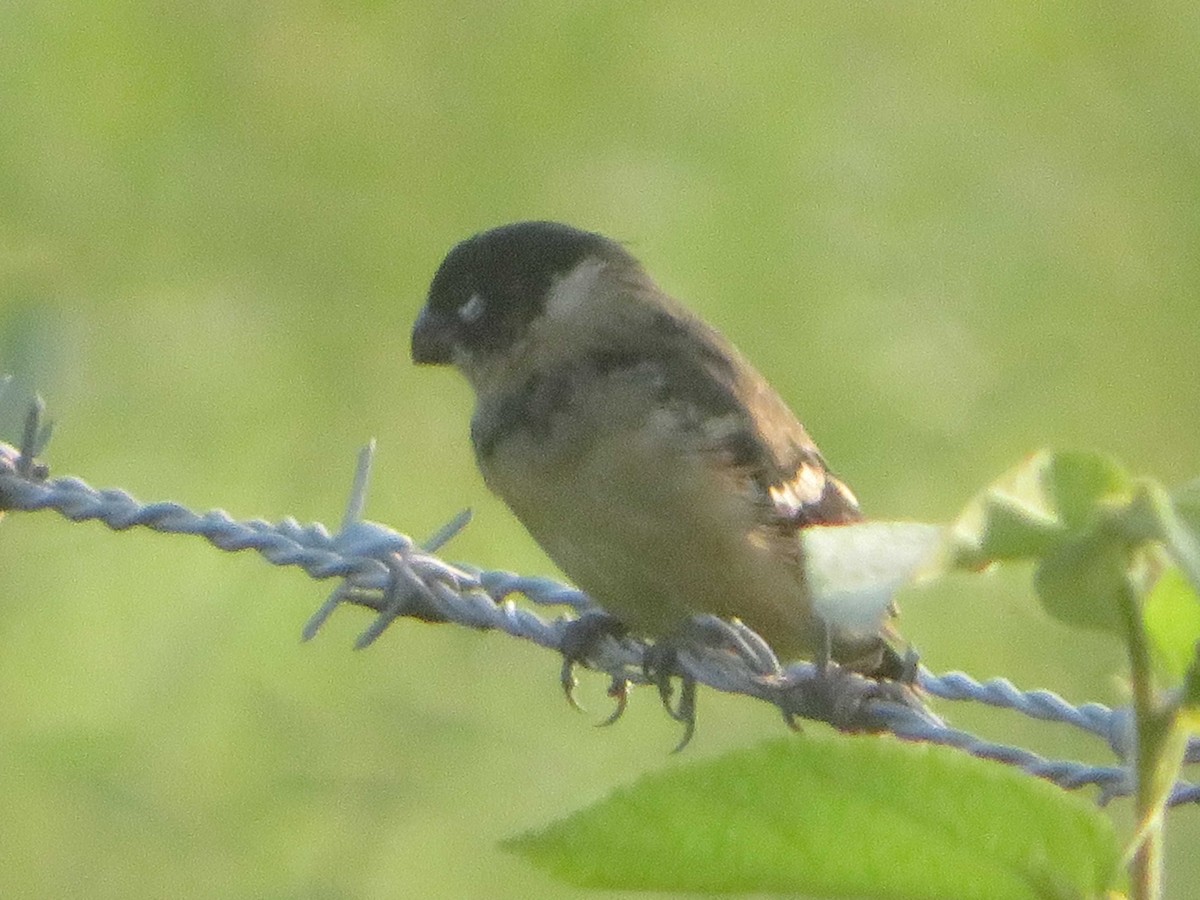 hvitkragefrøeter - ML644236397