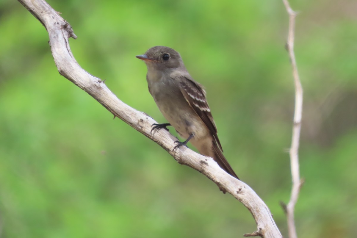 Eastern Wood-Pewee - ML644236409