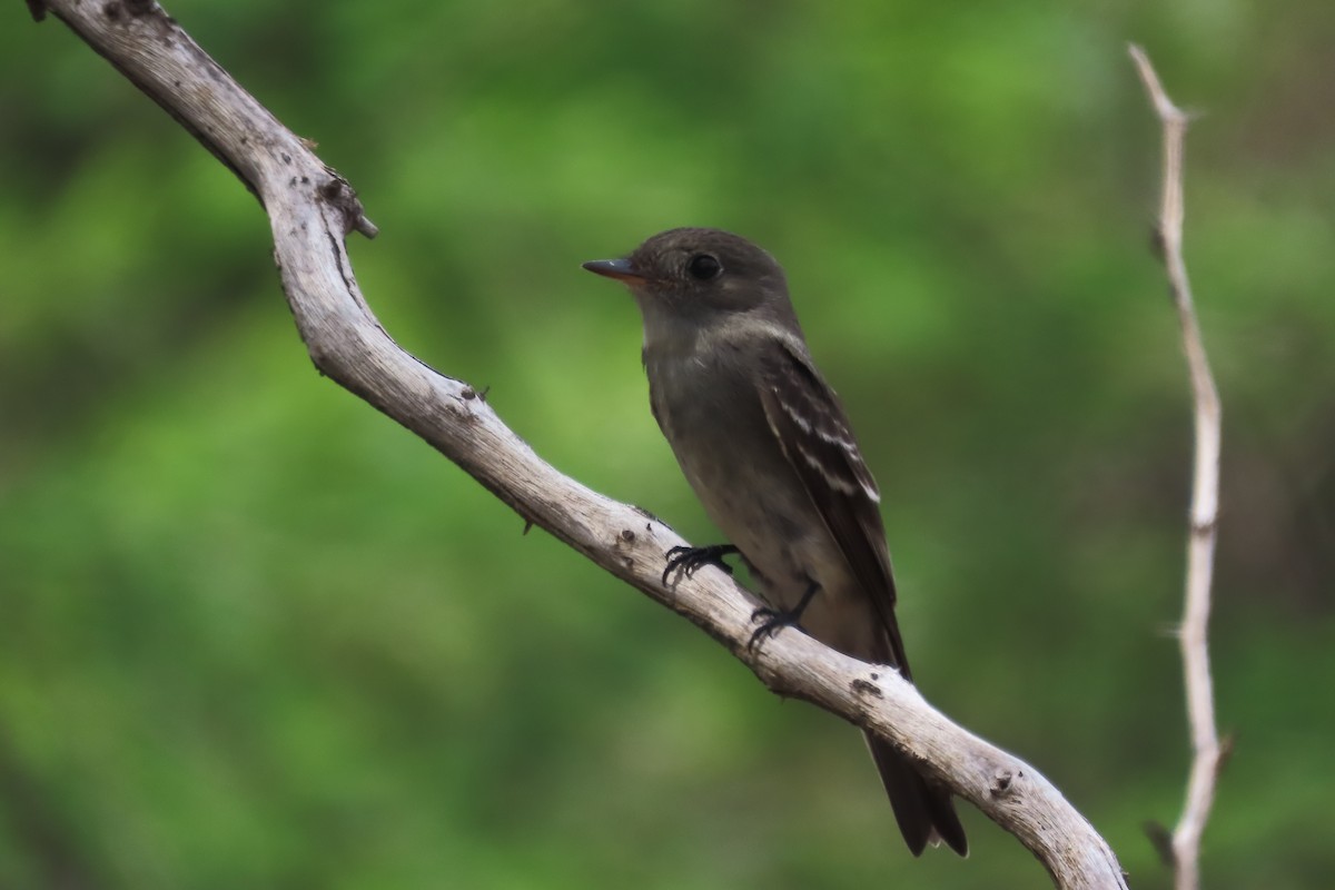 Eastern Wood-Pewee - ML644236410