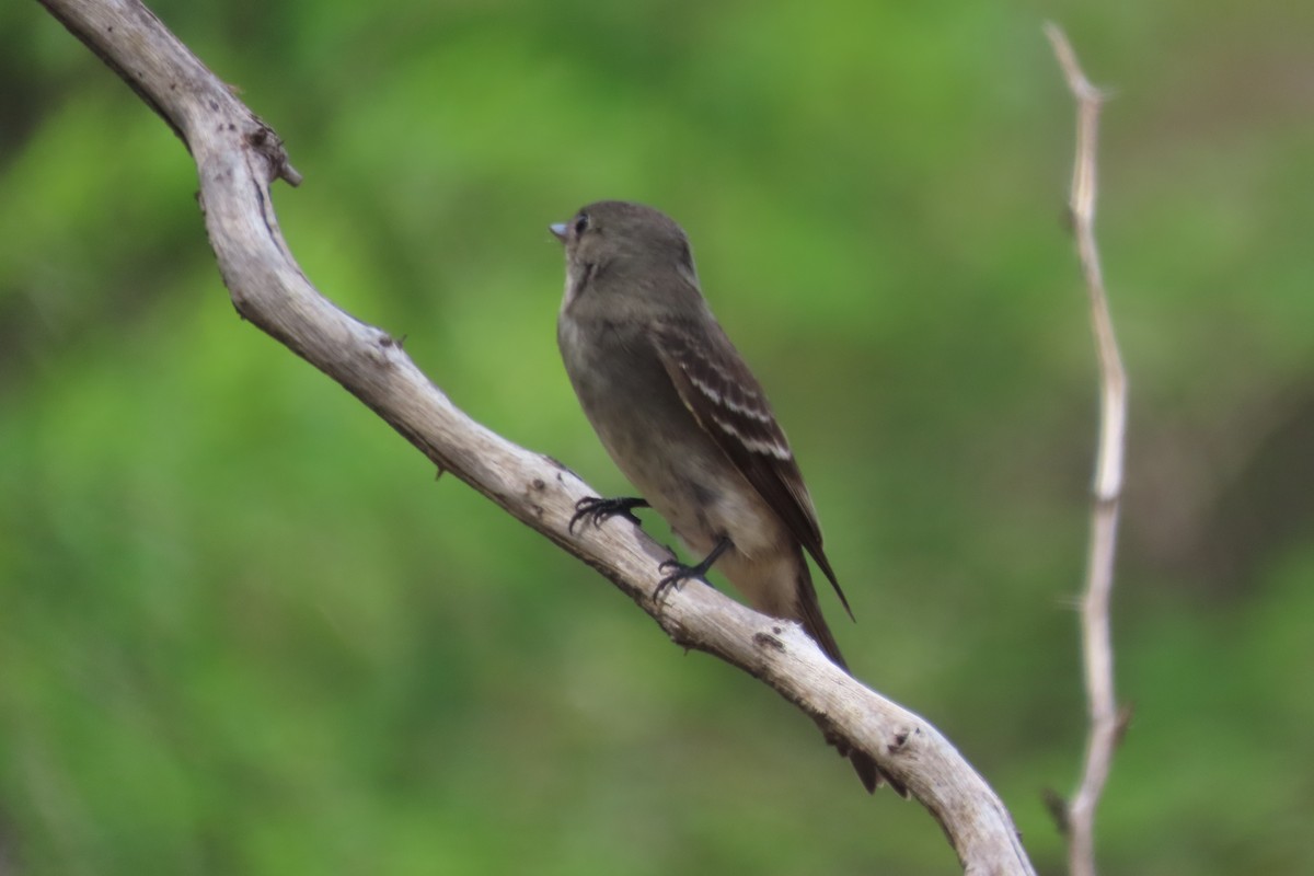 Eastern Wood-Pewee - ML644236411