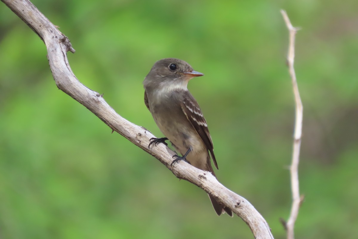 Eastern Wood-Pewee - ML644236412