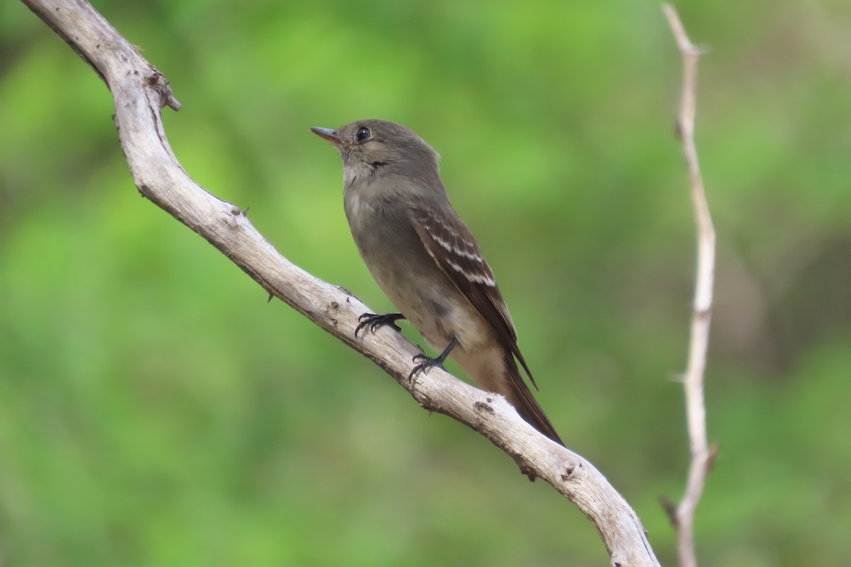 Eastern Wood-Pewee - ML644236413