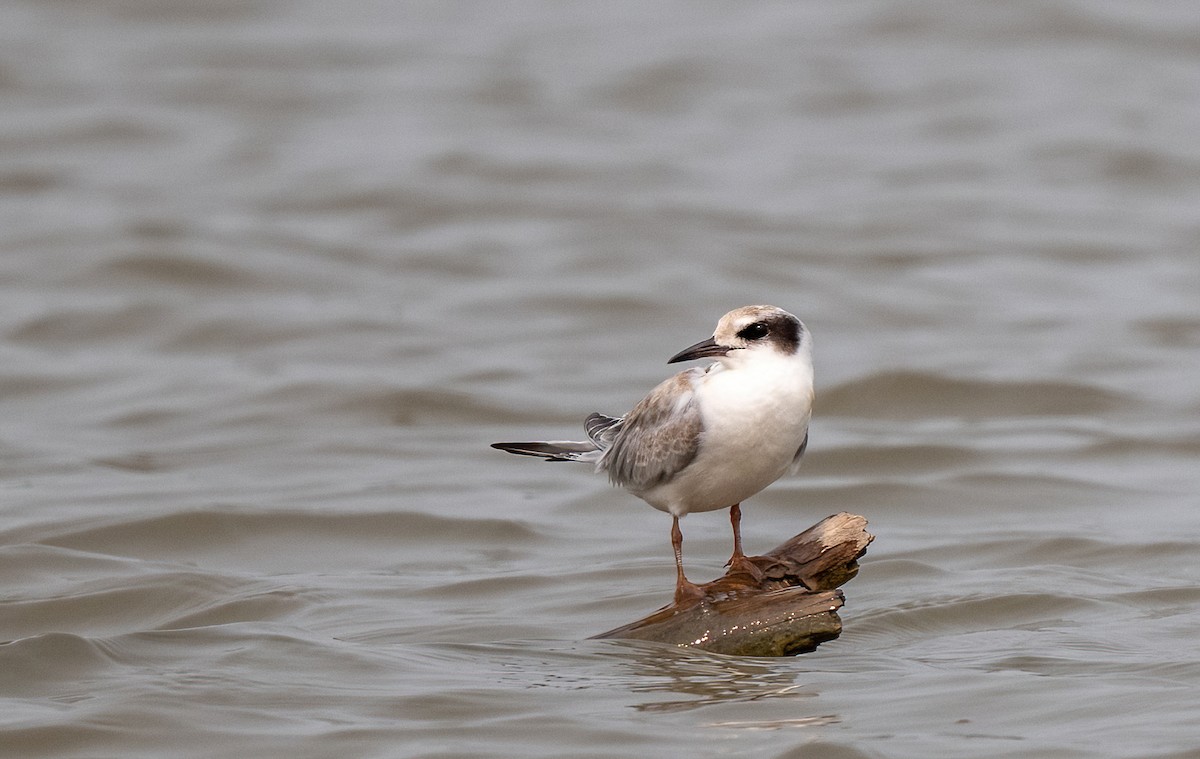 Forster's Tern - Linda Sullivan