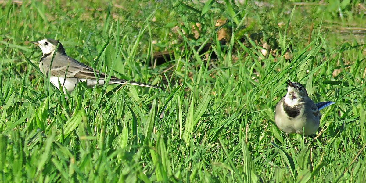 White Wagtail - ML644236429