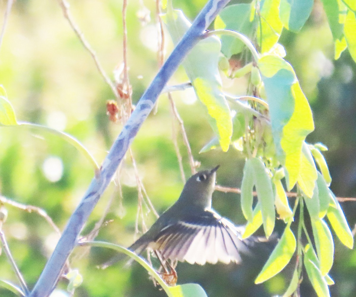 Ruby-crowned Kinglet - ML644236434