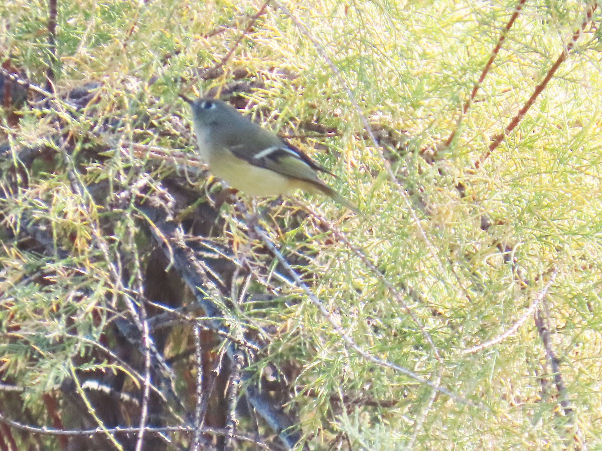 Ruby-crowned Kinglet - ML644236435
