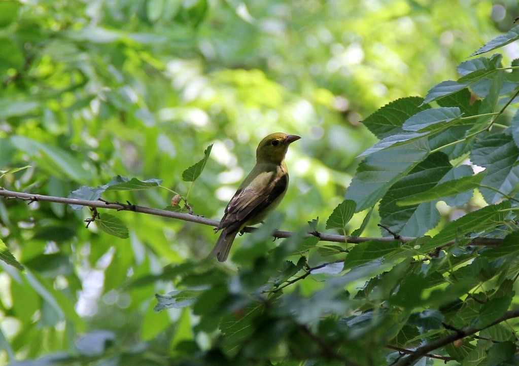 Scarlet Tanager - ML644236436