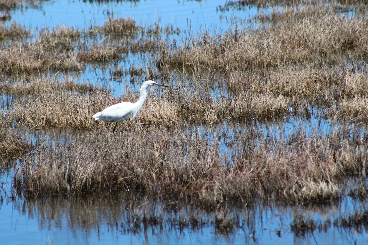 volavka bělostná - ML644236461