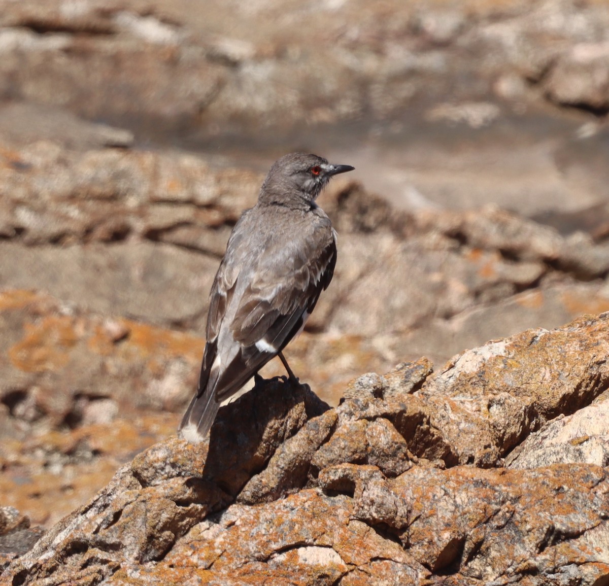 Gray Monjita - ML644236462