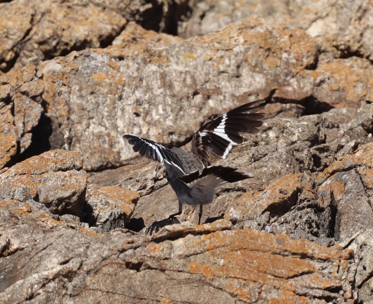 Gray Monjita - ML644236466