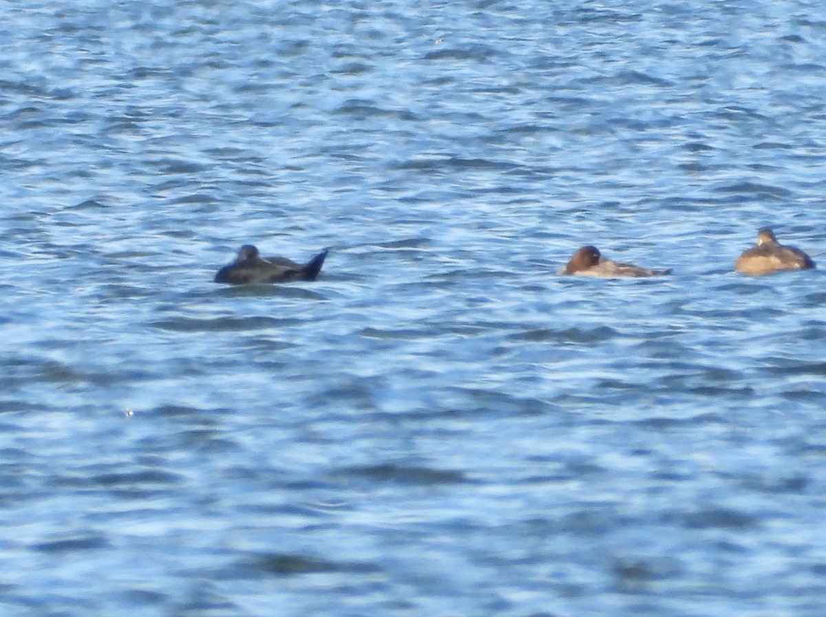 Black Scoter - ML644236485