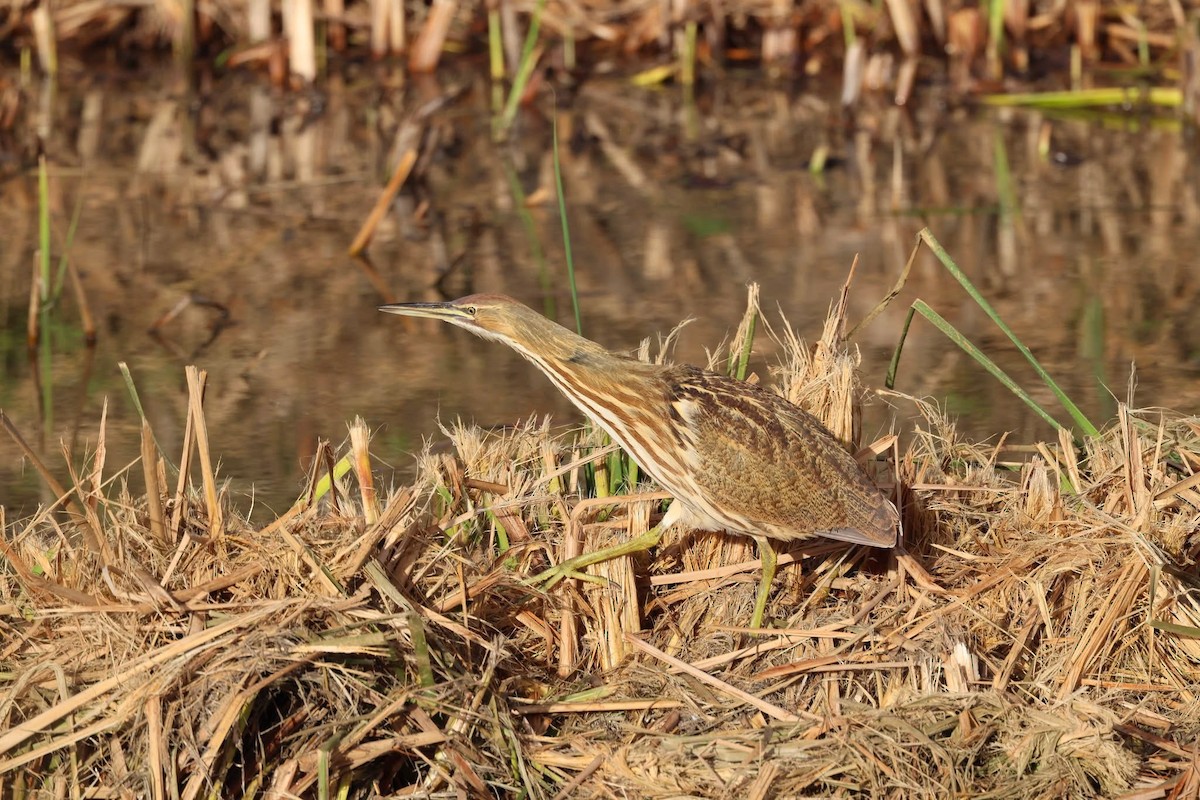 American Bittern - ML644236489