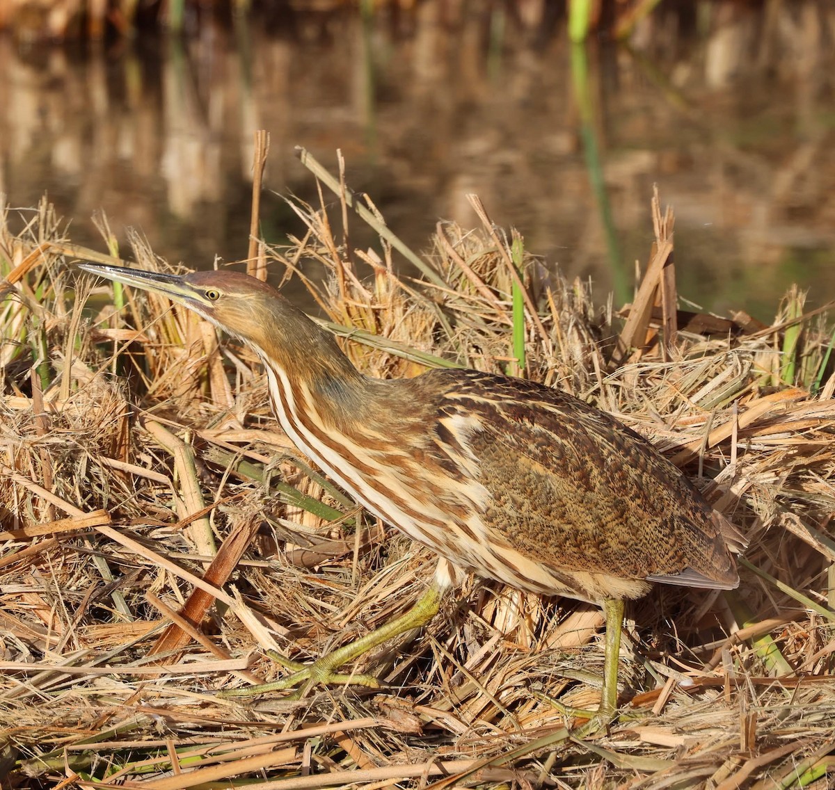 American Bittern - ML644236490