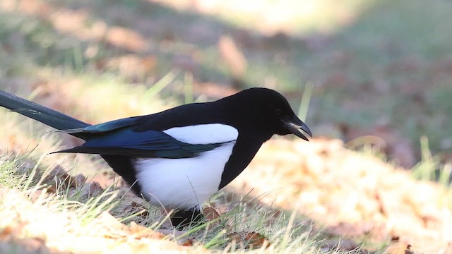 Hudsonelster - ML644236504