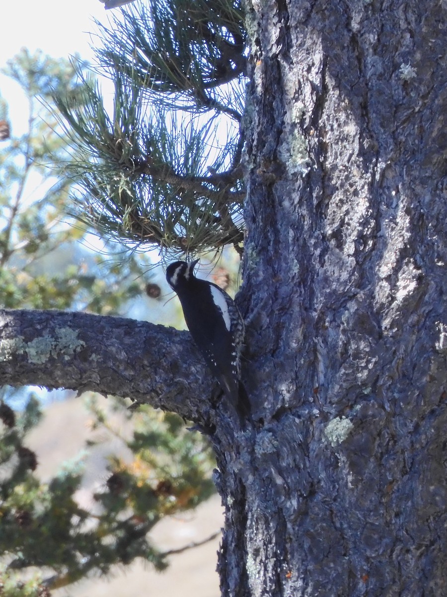Williamson's Sapsucker - ML644236505