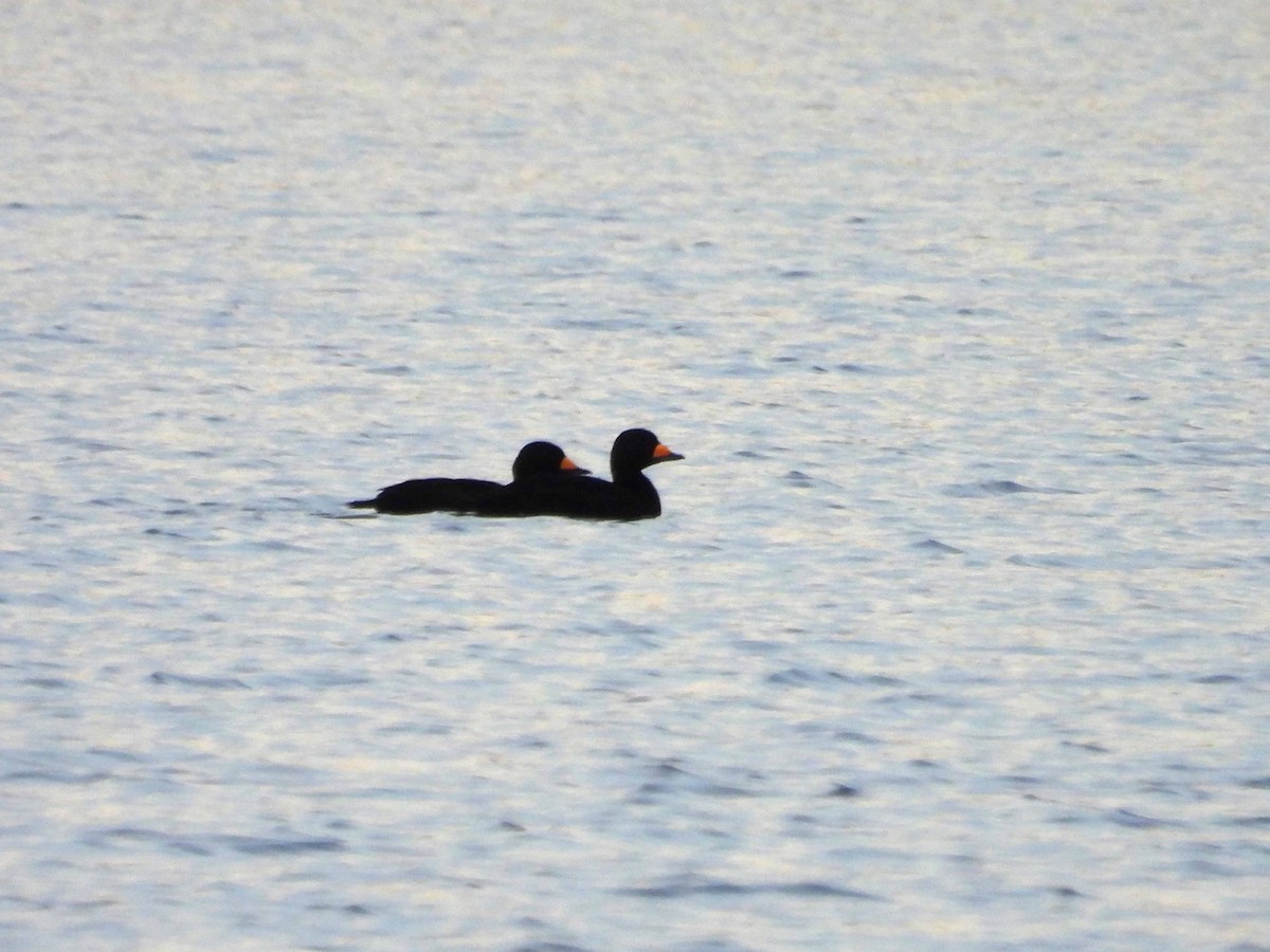 Black Scoter - ML644236506