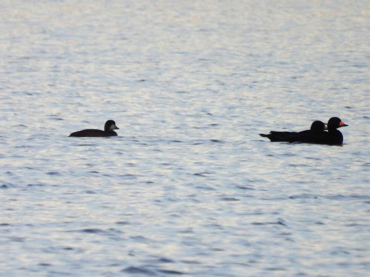 Black Scoter - ML644236507