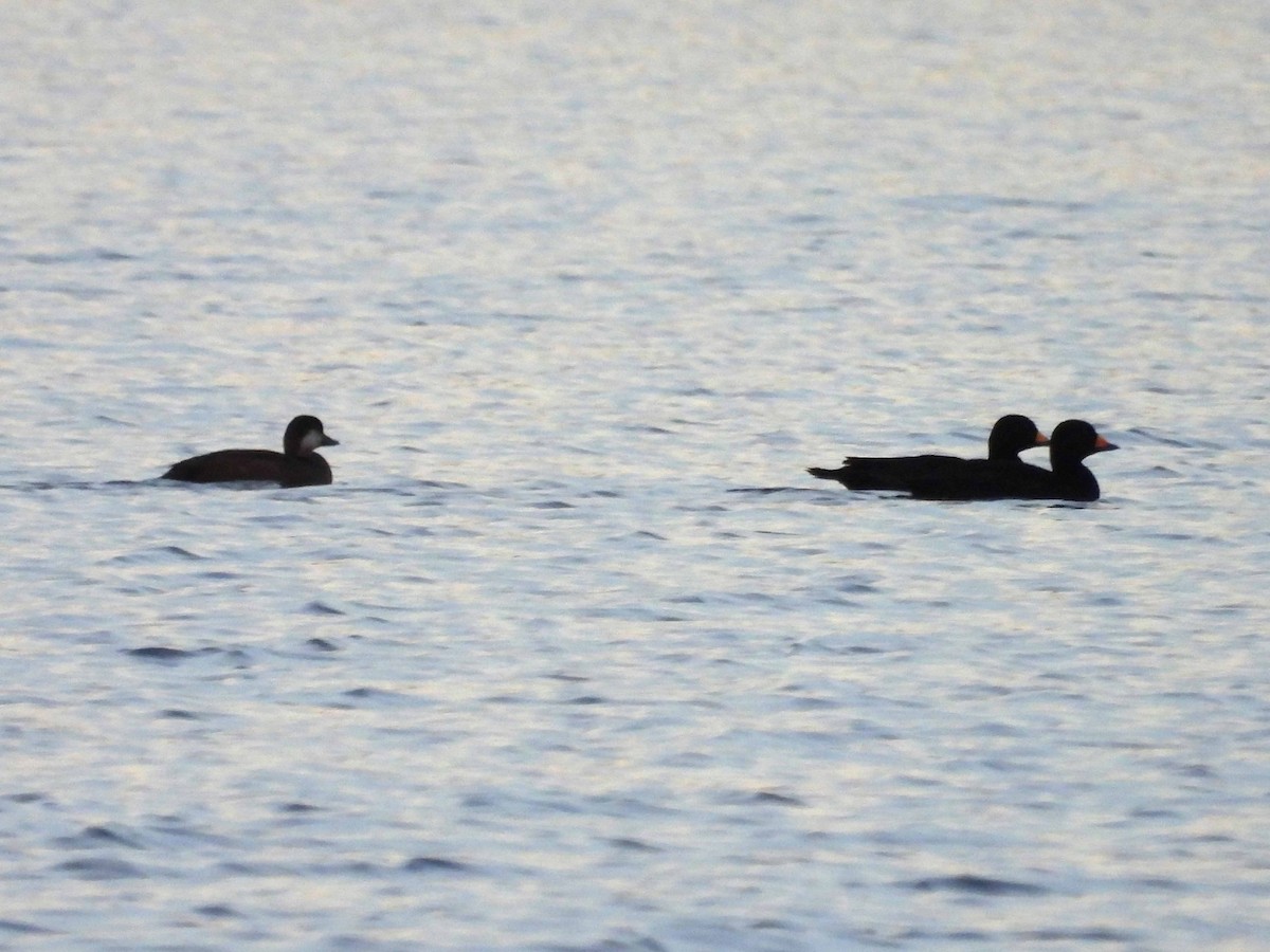 Black Scoter - ML644236508