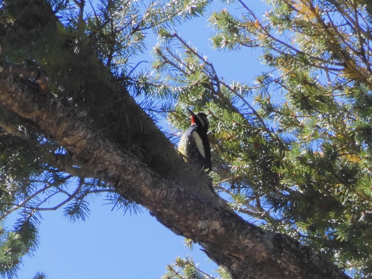 Williamson's Sapsucker - ML644236510