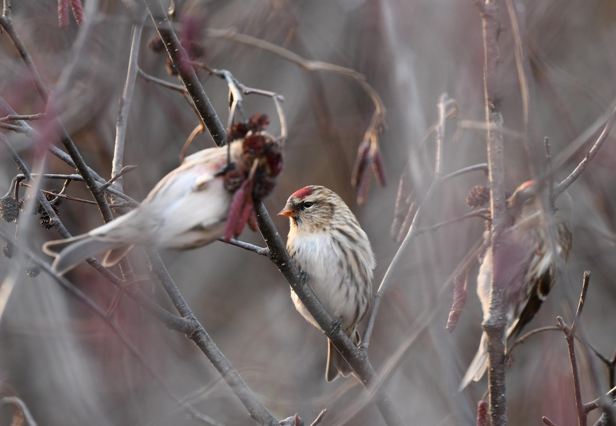 普通朱頂雀 - ML644236519