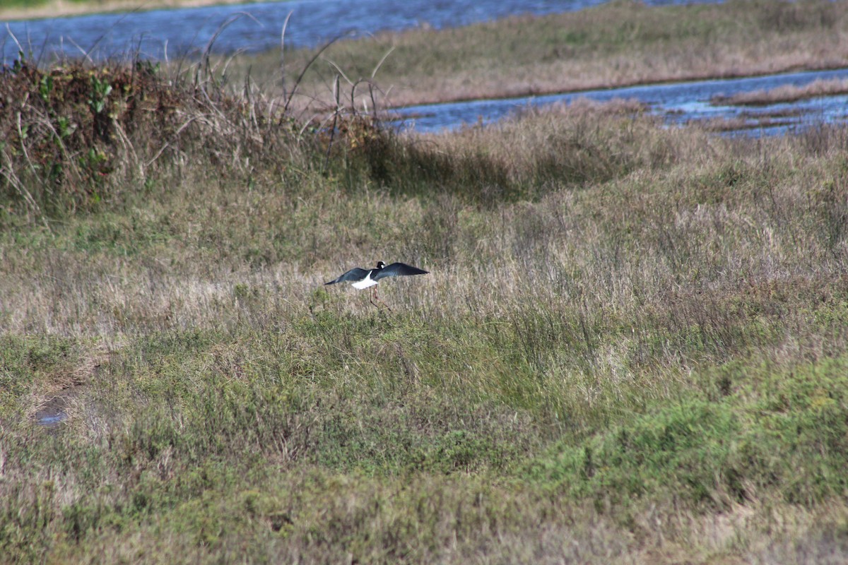 pisila černokrká - ML644236520