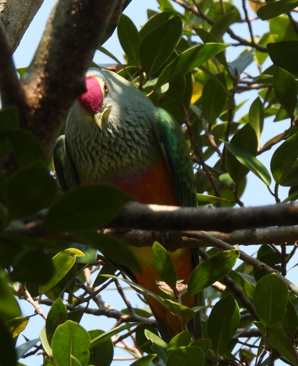 Rose-crowned Fruit-Dove - ML644236534