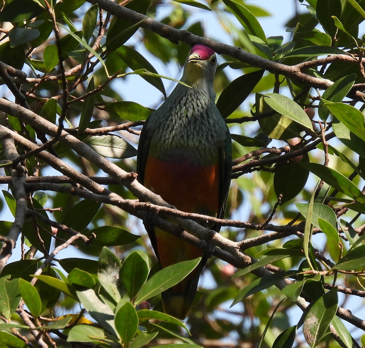 Rose-crowned Fruit-Dove - ML644236535