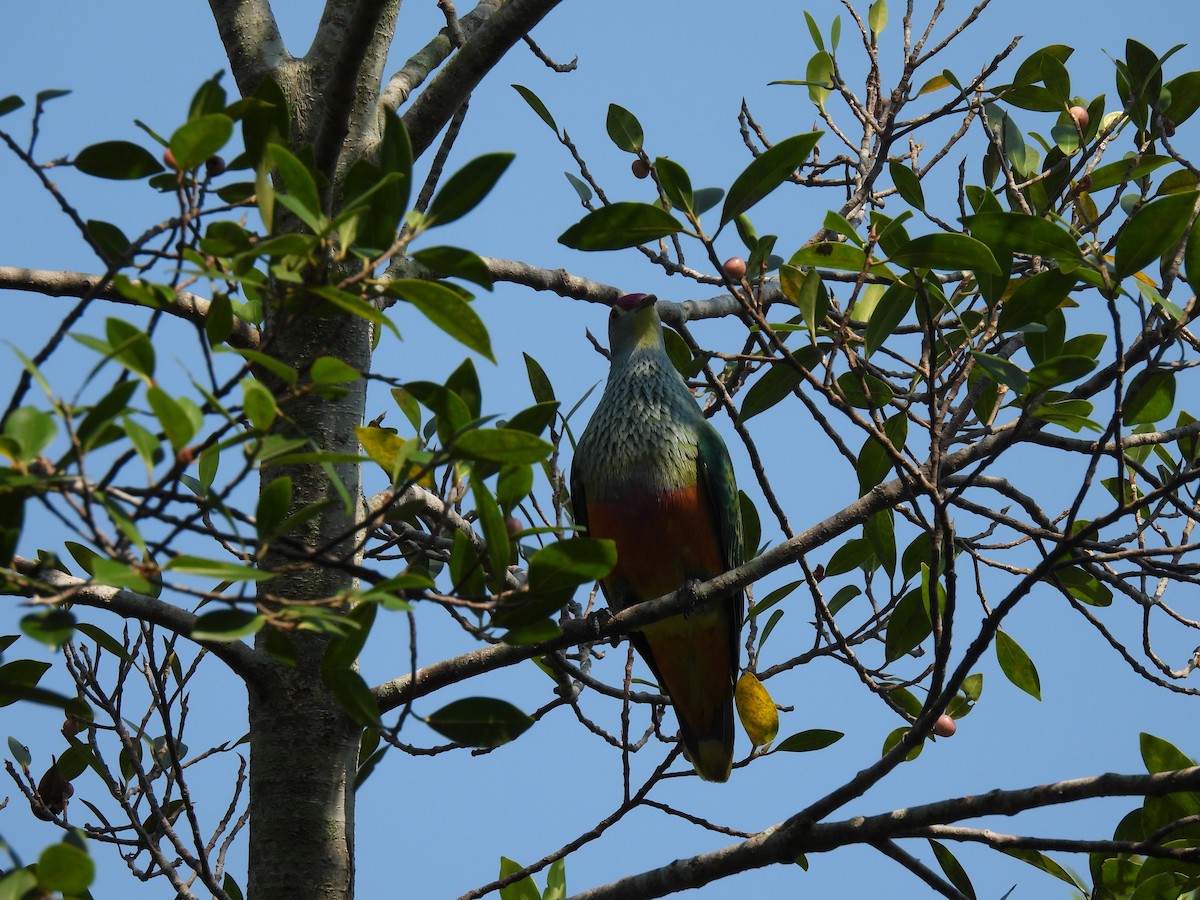 Rose-crowned Fruit-Dove - ML644236536