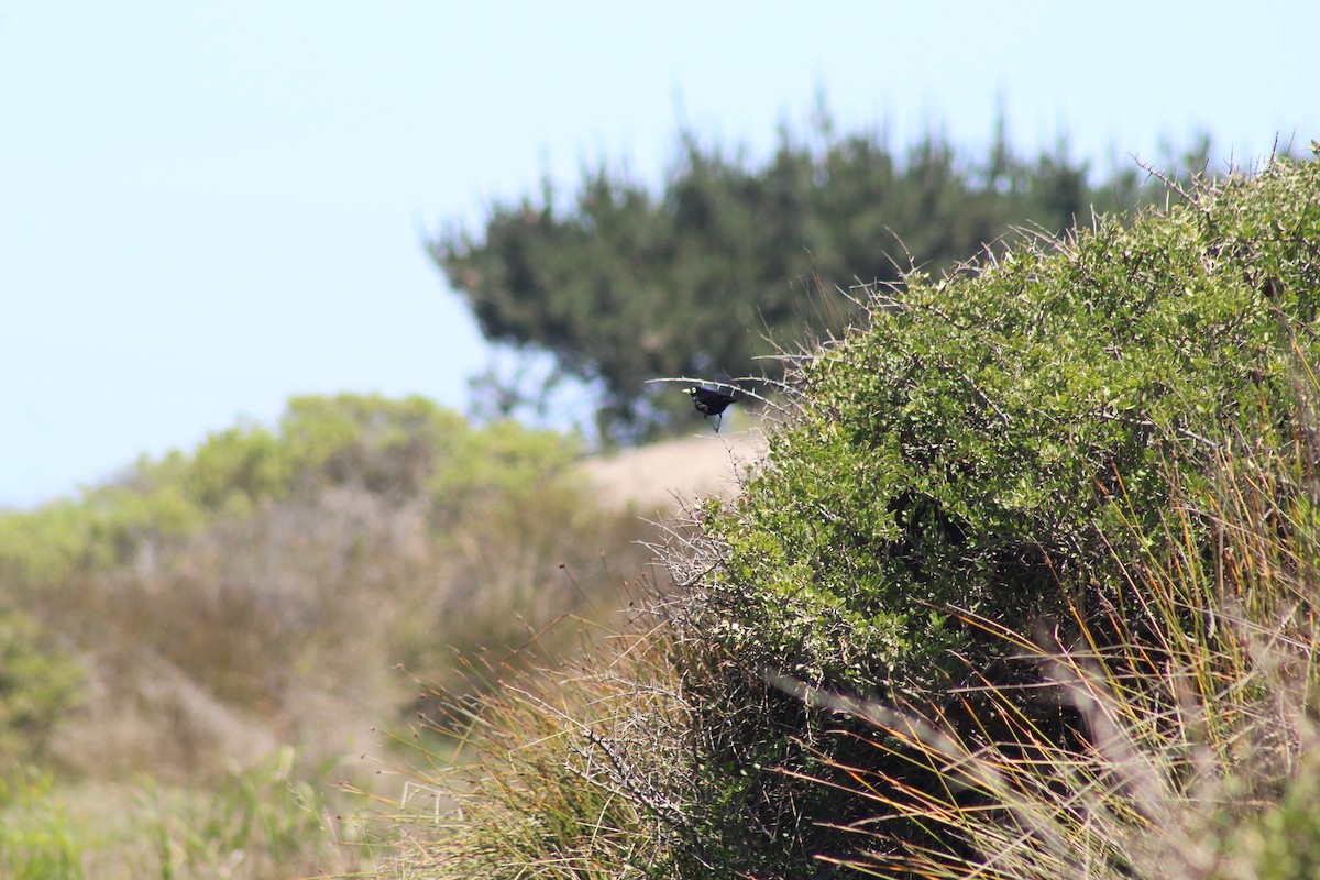 Spectacled Tyrant - ML644236546