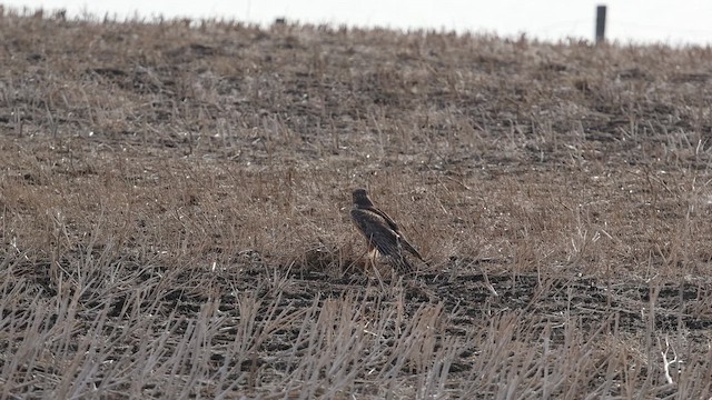 Hudsonweihe - ML644236551