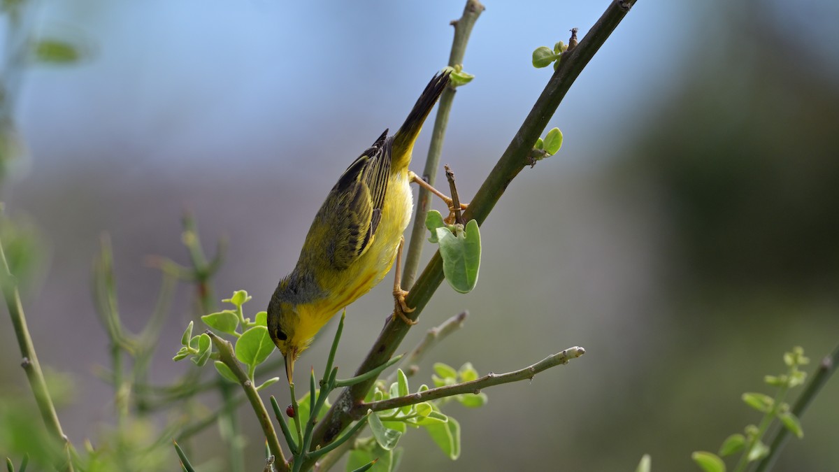 Northern/Mangrove Yellow Warbler - ML644236562
