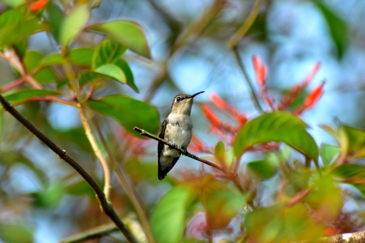 Bee Hummingbird - ML644236572