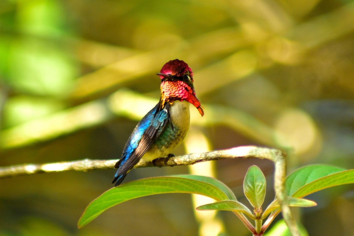 Bee Hummingbird - ML644236573