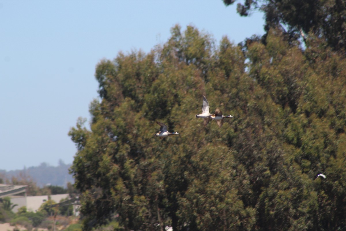 hvízdák chilský - ML644236581