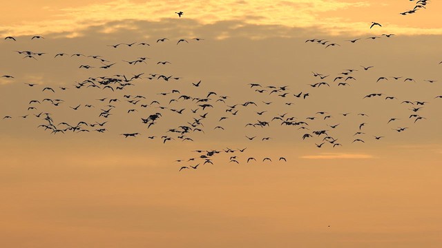 husa sněžní - ML644236591