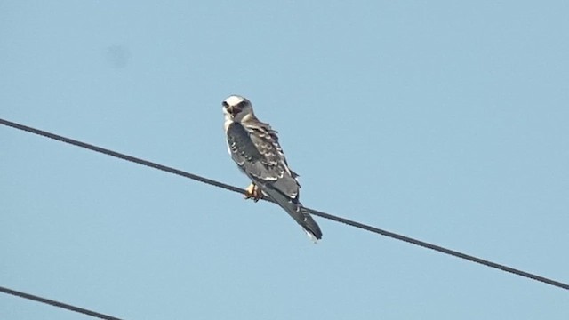 luněc americký - ML644236595