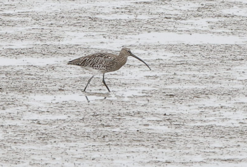 koliha velká - ML644236596