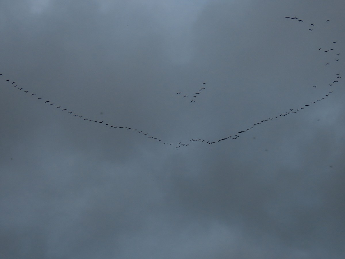 Pink-footed Goose - ML644236604