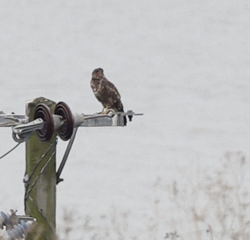 káně lesní - ML644236615