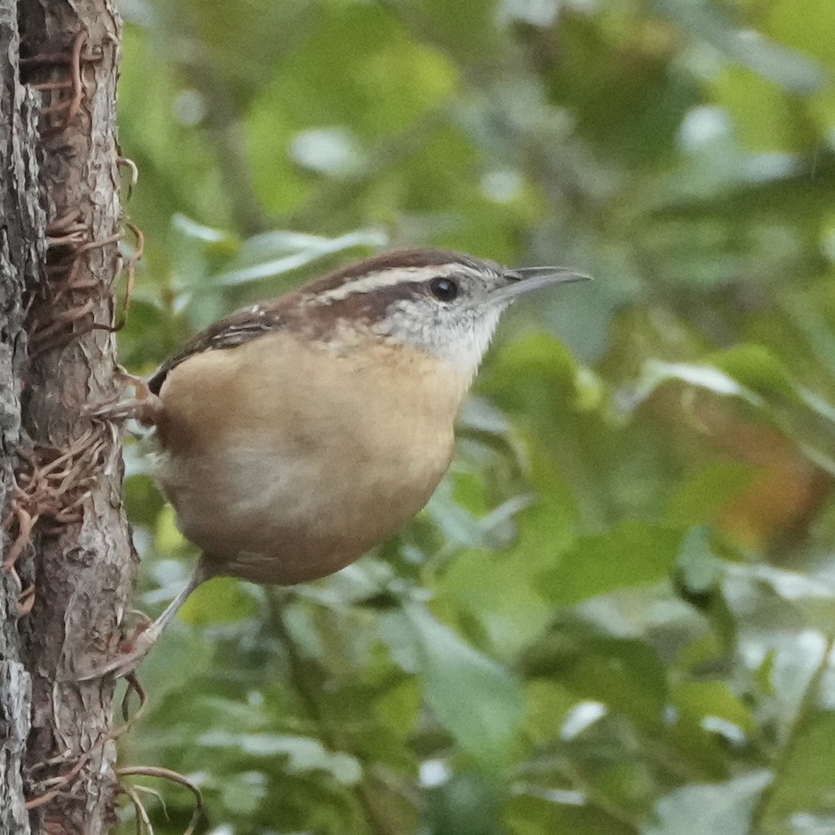 Carolina Wren - ML644236620