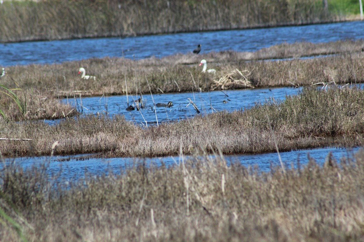 labuť koskoroba - ML644236621