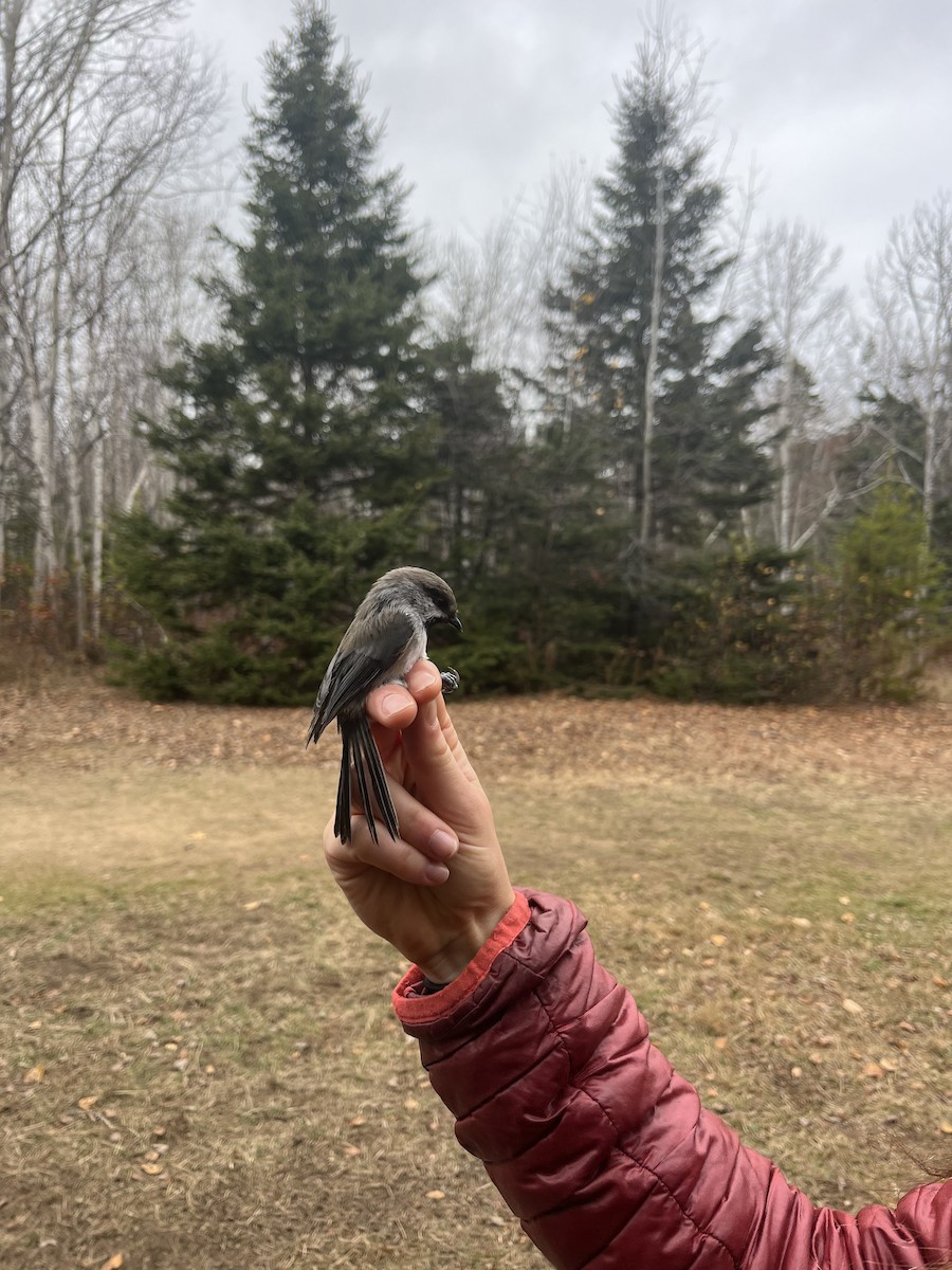 Mésange à tête brune - ML644236623